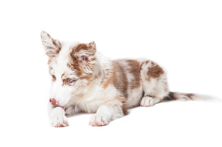 Red merle border collie puppy, portrait on the white backgroundの写真素材