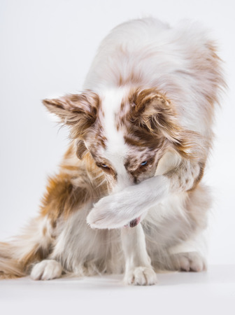 Red merle border collie dog portrait on light grey backgroundの写真素材