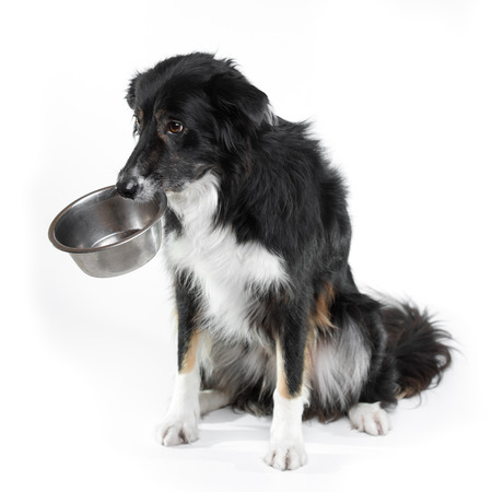 Black tricolor border collie with his bowl on white backgroundの写真素材