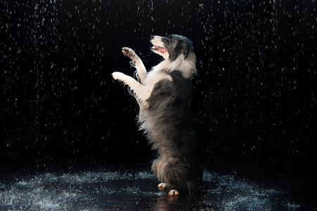 Aqua studio border collie on the dark background with rainの写真素材