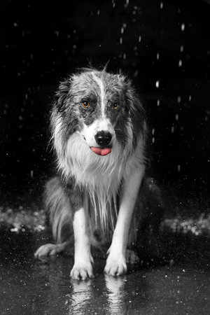 Aqua studio border collie on the dark background with rainの写真素材