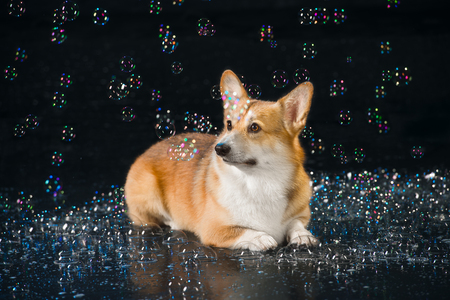 Aqua studio Welsh corgi pembroke on the dark background with bubblesの写真素材