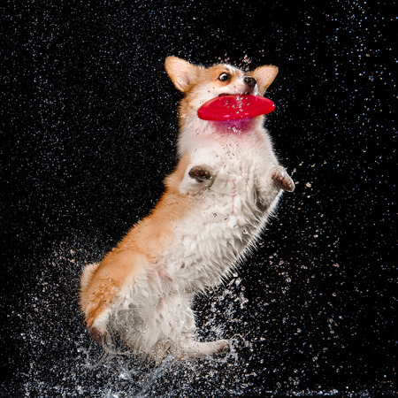 Aqua studio Welsh corgi pembroke on the dark background under the rainの写真素材