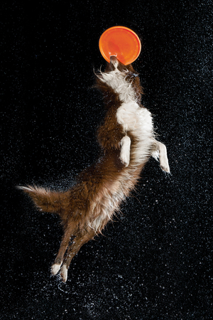 Aqua studio border collie on the dark background with rainの写真素材
