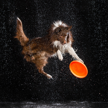 Aqua studio border collie on the dark background with rainの写真素材