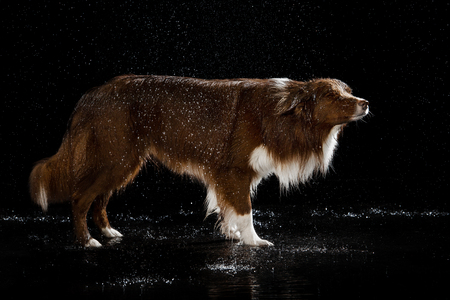 Aqua studio border collie on the dark background with rainの写真素材