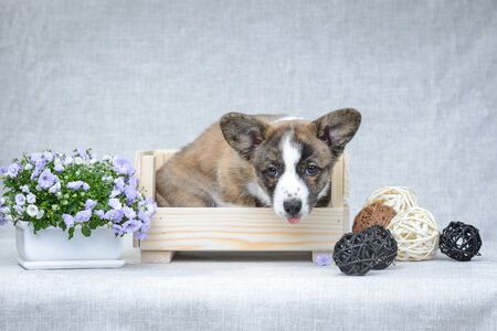 Sweet welsh corgi cardigan puppyの写真素材