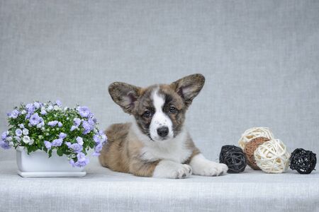 Sweet welsh corgi cardigan puppyの写真素材