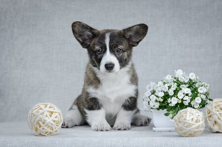 Sweet welsh corgi cardigan puppyの写真素材