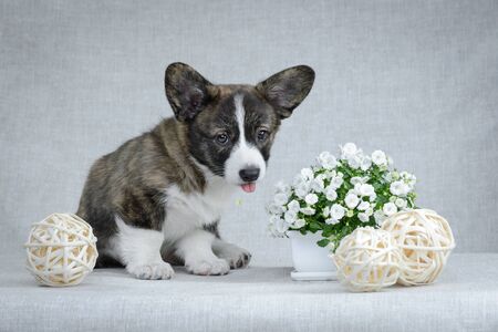 Sweet welsh corgi cardigan puppyの写真素材