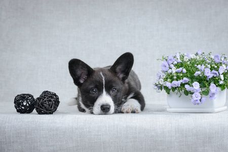 Sweet welsh corgi cardigan puppyの写真素材