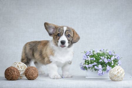 Sweet welsh corgi cardigan puppyの写真素材