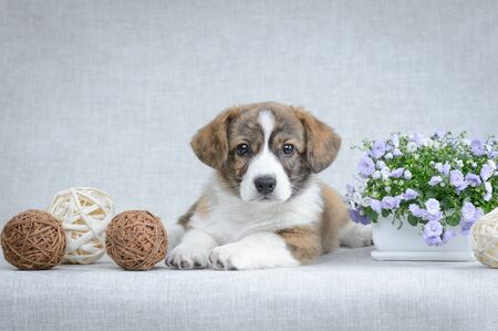 Sweet welsh corgi cardigan puppyの写真素材
