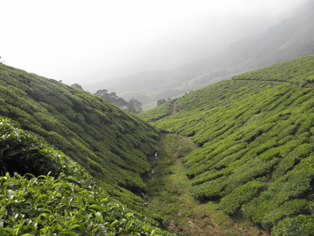 Tea Garden