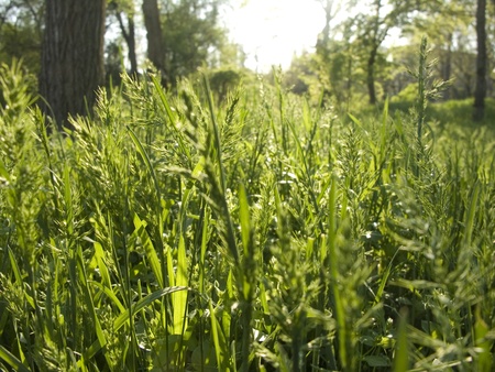 Green grass