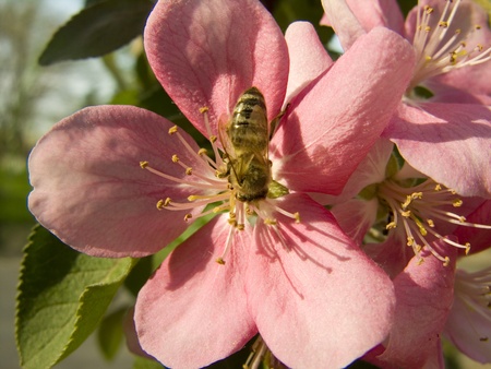 Bee on the pink flower