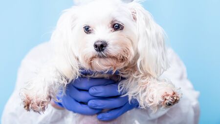 Male doctor veterinarian in blue rubber gloves holds a small maltese puppy in his hands at the clinic.の写真素材