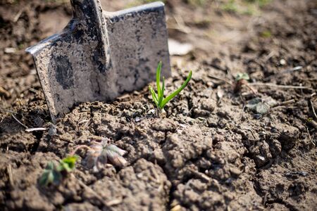 An old shovel for planting sticks out on the manor plot in the ground. Springの写真素材