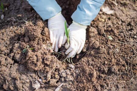 In spring, a woman in white rubber gloves plants an onion in her garden and holds a plant with her...