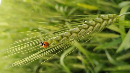 Ladybug on wheat ear in field during winter session. Ladybird macro picture on wheat crops.の写真素材