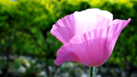 lovely pinkの写真素材