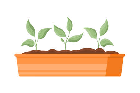 Vegetable seedlings growing at soil in box isometric icon vector illustration. Organic natural plant leaves gardening sapling in wooden container botanical ecology grow process. Germination seedsのイラスト素材