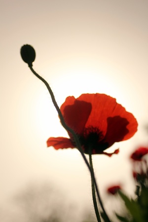 Reaching for the skiesの写真素材