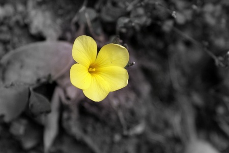 Yellow Dreamの写真素材