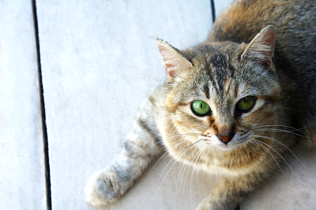 cats muzzleの写真素材