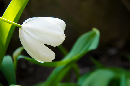 white tulip