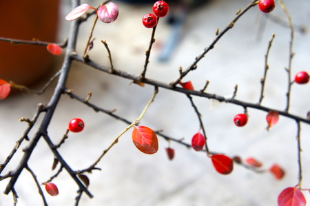 winter red berries on a white background of snowの写真素材