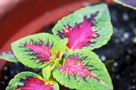 Bright flowers plants Coleus in the gardenの写真素材