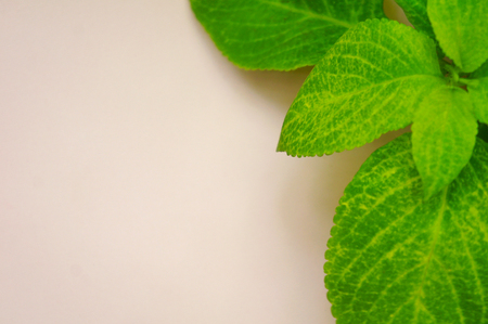 leaves of flowers on a pink background ordinary leavesの写真素材