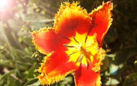 yellow-red tulip variety Fabio close-up, in the sun, the sun's raysの写真素材