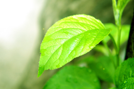 one green leaf in the sun a sprout tree fruit young in the morning, at dawn a yellow fresh new leaf of a treeの写真素材
