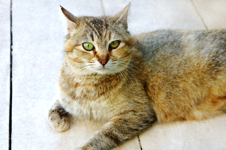 tabby cat spotty looks lying on the floor, cat emotions resting wild cat homemadeの写真素材