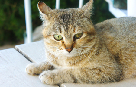 tabby cat spotty looks lying on the floor, cat emotions resting wild cat homemadeの写真素材