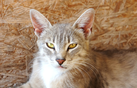 gray cat with big ears and yellow eyes is lying looking homeless evil, a wooden background on the nature lies a lynx of emotionの写真素材