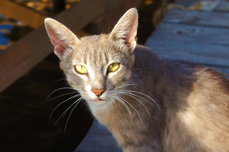 gray cat with big ears and yellow eyes is lying looking homeless in the sun, beautiful homemade good cat catching the moment in the summerの写真素材