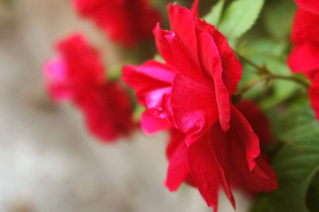 red rose in the garden blossoms in spring side view close-up, beautiful flower roses on the streetの写真素材