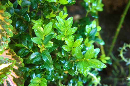 green shrub ornamental, for landscape design close-up leavesの写真素材