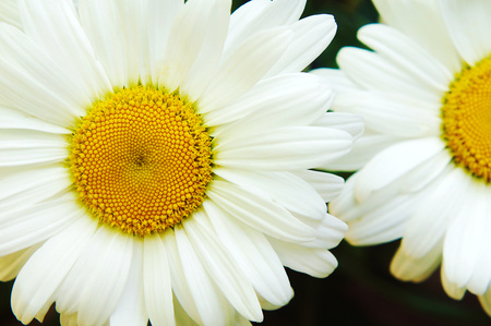 white big daisy flower, daisy flowers close-up, yellow middle white petals, close-up, growing in the garden daisy, macro shotの写真素材
