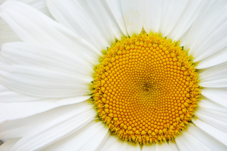 white big daisy flower, daisy flowers close-up, yellow middle white petals, close-up, growing in the garden daisy, macro shotの写真素材