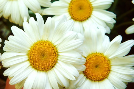 white big daisy flower, daisy flowers close-up, yellow middle white petals, close-up, growing in the garden daisy, macro shotの写真素材