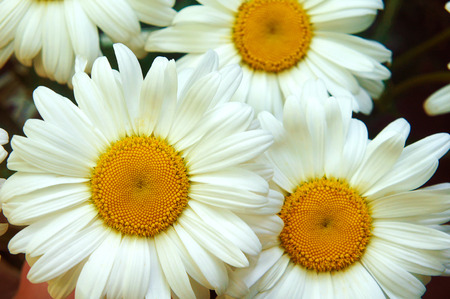 white big daisy flower, daisy flowers close-up, yellow middle white petals, close-up, growing in the garden daisy, macro shotの写真素材