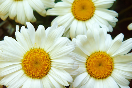 white big daisy flower, daisy flowers close-up, yellow middle white petals, close-up, growing in the garden daisy, macro shotの写真素材