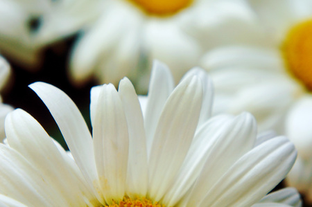white big daisy flower, daisy flowers close-up, yellow middle white petals, close-up, growing in the garden daisy, macro shotの写真素材