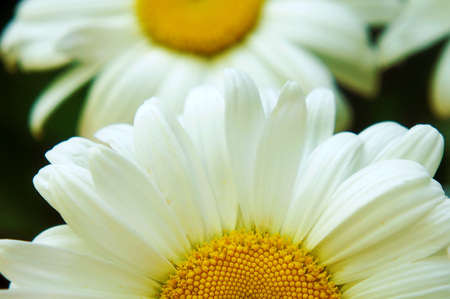 white big daisy flower, daisy flowers close-up, yellow middle white petals, close-up, growing in the garden daisy, macro shotの写真素材