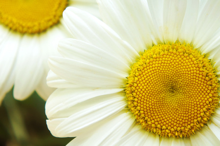 white big daisy flower, daisy flowers close-up, yellow middle white petals, close-up, growing in the garden daisy, macro shotの写真素材