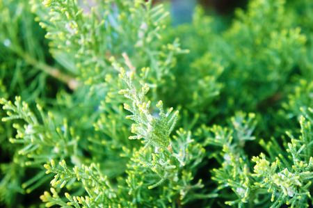 Bush, thuja. green spruce bushes in the spring as nature conceptの写真素材